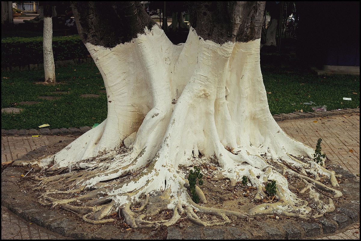 Why are some trees painted white at the bottom? Akshara Concepts